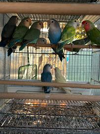 Pappagalli inseparabili roseicollis