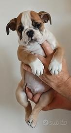Menola's Bulls all.to amatoriale bulldog inglese r