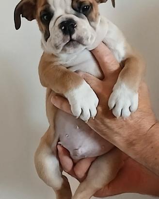 Menola's Bulls all.to amatoriale bulldog inglese r