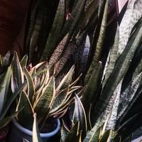 Pianta Sansevieria