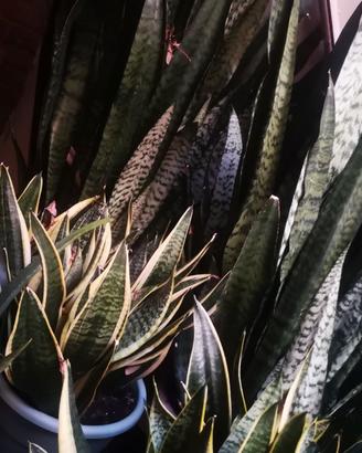 Pianta Sansevieria