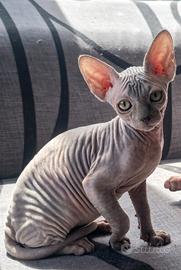 Sphynx