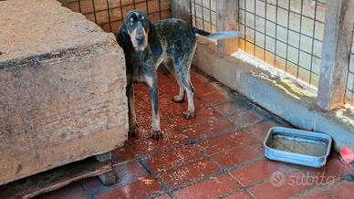 Petit bleu de guascogna