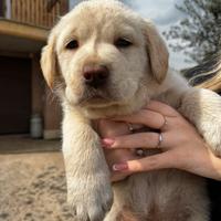 Labrador