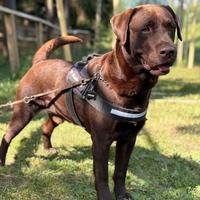 Disponibile per monta - Labrador Retriver Maschio