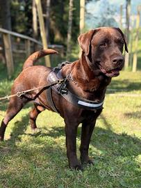 Disponibile per monta - Labrador Retriver Maschio