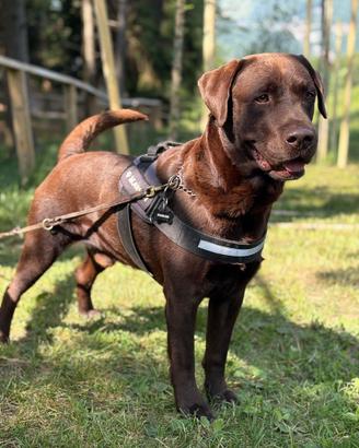 Disponibile per monta - Labrador Retriver Maschio