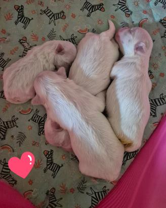 Mini maltese coreano