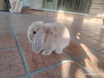 Animali