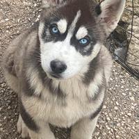 Cuccioli di Siberian Huski