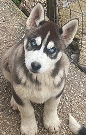 Cuccioli di Siberian Huski