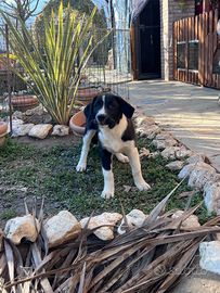 Pastori Dell'Asia Centrale