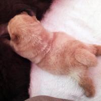 Cucciola chow chow
