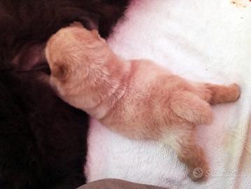 Cucciola chow chow