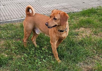 Cane meticcio