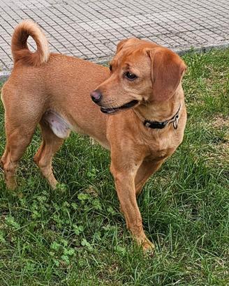Cane meticcio