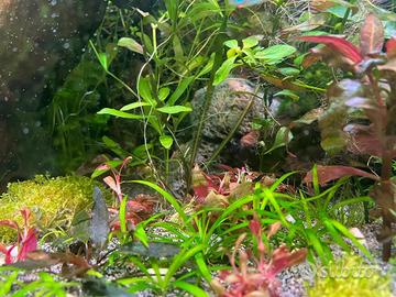 Piante acquatiche