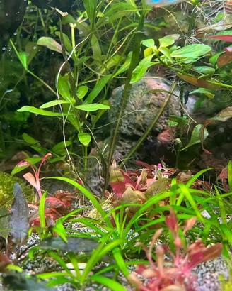 Piante acquatiche