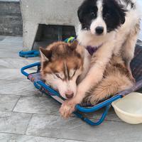 Husky e bordier collie