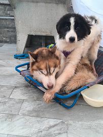 Husky e bordier collie
