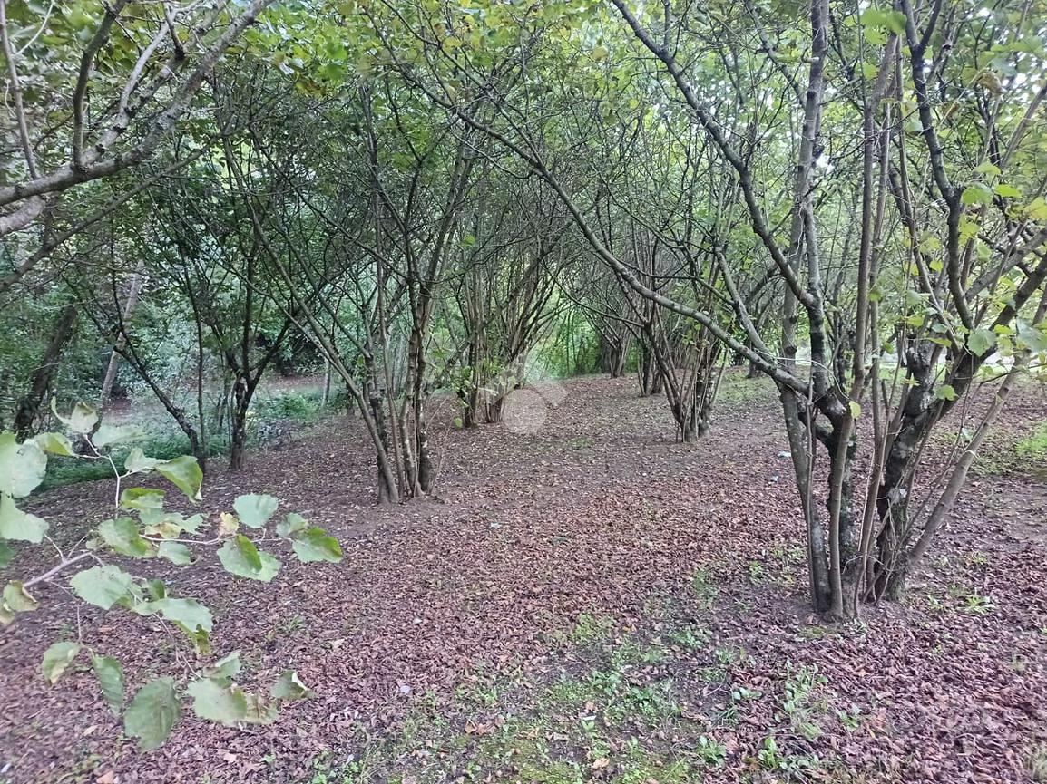 TER. AGRICOLO A GROTTOLELLA - Vista 4