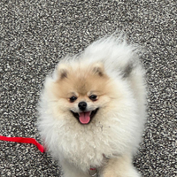 Pomerania maschio pedigree ENCI prezzo trattabile