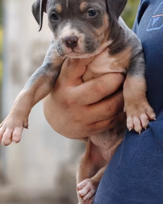 Pitbull