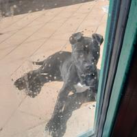 Maschio di pitbul originale