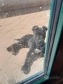 Maschio di pitbul originale