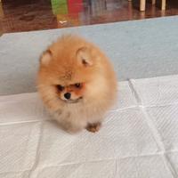 Spitz di Pomerania