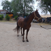 Cavallo