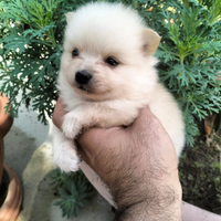 Cuccioli di Spitz