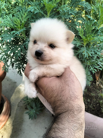 Cuccioli di Spitz