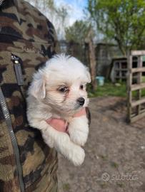 Cuccioli di maltese