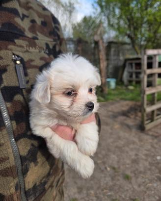 Cuccioli di maltese