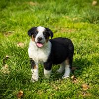Cucciola Bovaro del Bernese X Labrador retriever