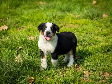 Cucciola Bovaro del Bernese X Labrador retriever
