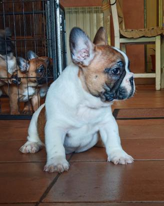 Bulldog francese cuccioli pedigree ENCI