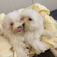 Tito e Tato. Maschietti Maltese