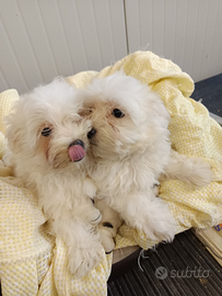 Tito e Tato. Maschietti Maltese