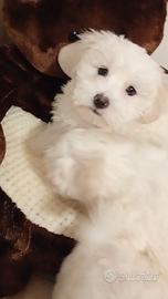 Cucciolo maltese