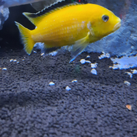 Ciclidi africani malawi