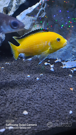 Ciclidi africani malawi