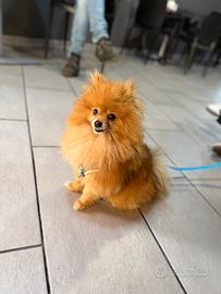 Pomerania maschio per monta