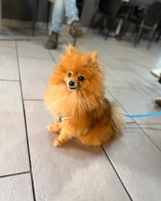 Pomerania maschio per monta