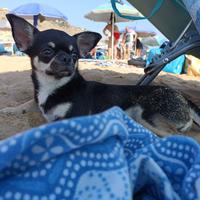 Chihuahua maschio per accoppiamento