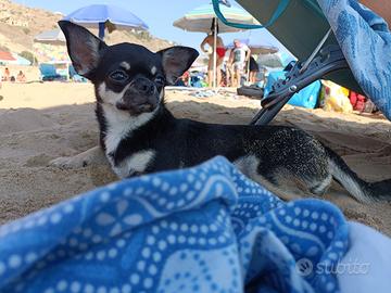 Chihuahua maschio per accoppiamento