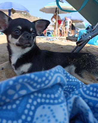 Chihuahua maschio per accoppiamento