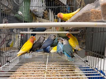 Inseparabili novelli