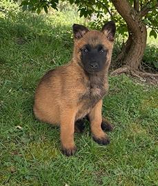 Cuccioli Belga Malinois